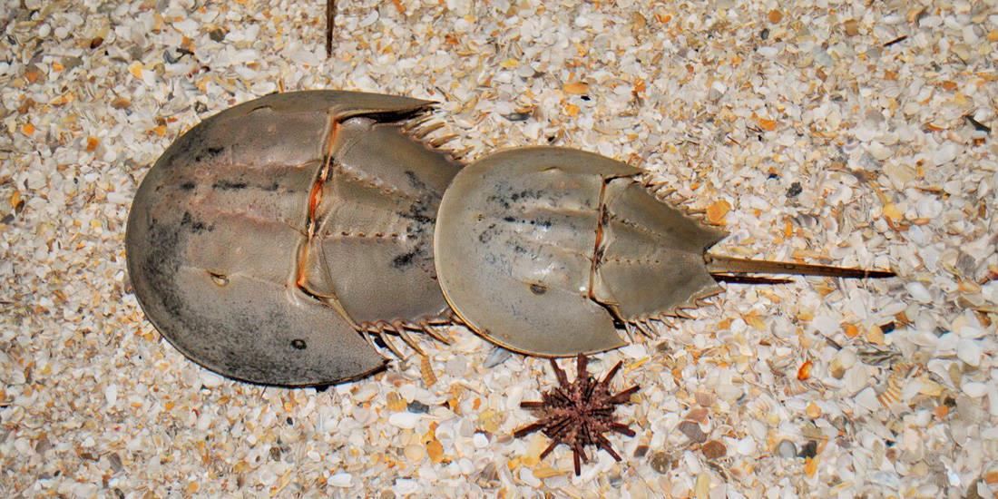 Los cangrejos herradura, un fósil viviente vital para la seguridad de las vacunas