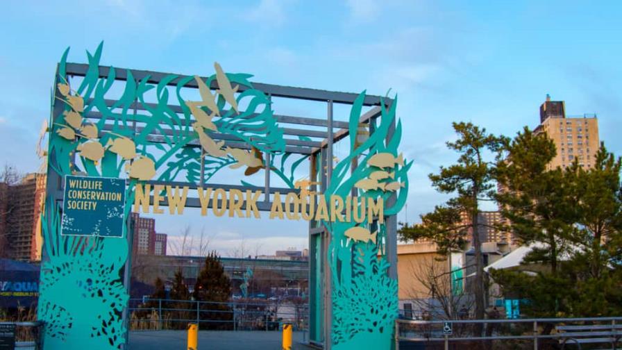 Acuario de Nueva York reabre a plena capacidad por primera vez en una década