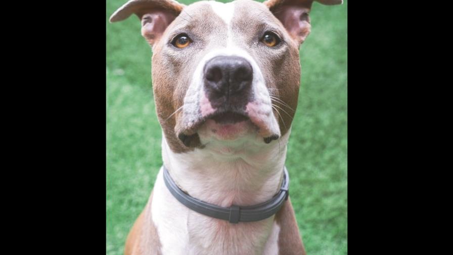 La perrita juega duro La perrita juega duro