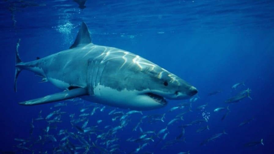 Amputarán la pierna a la joven que fue atacada por un tiburón en Florida