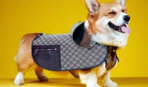 Gucci Pet, la moda de lujo llega al armario de las mascotas
