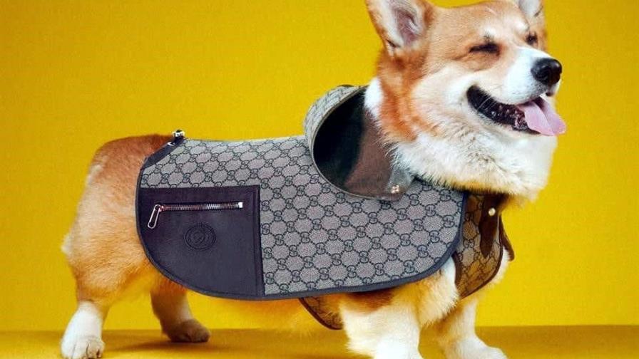 Gucci Pet, la moda de lujo llega al armario de las mascotas