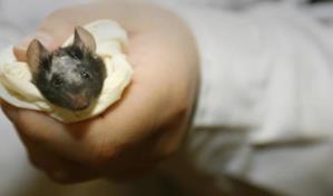 Ratones liofilizados, una nueva técnica para conservar las especies