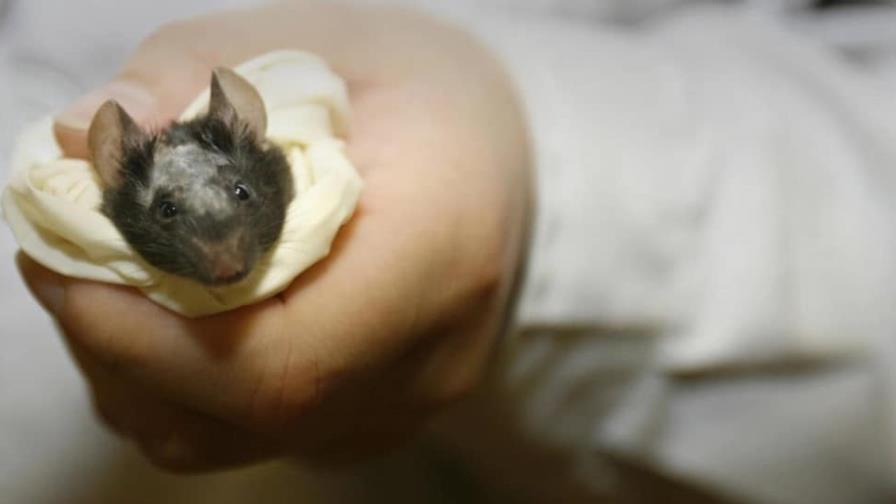 Ratones liofilizados, una nueva técnica para conservar las especies Ratones liofilizados, una nueva técnica para conservar las especies