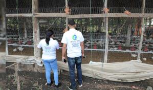 El Gobierno exigirá que el pollo del almuerzo escolar sea 100 % dominicano