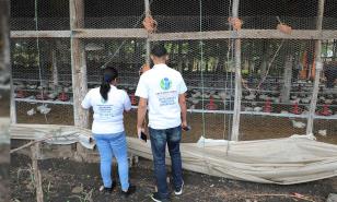 El Gobierno exigirá que el pollo del almuerzo escolar sea 100 % dominicano