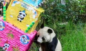 Muere la panda gigante m&aacute;s longeva de M&eacute;xico