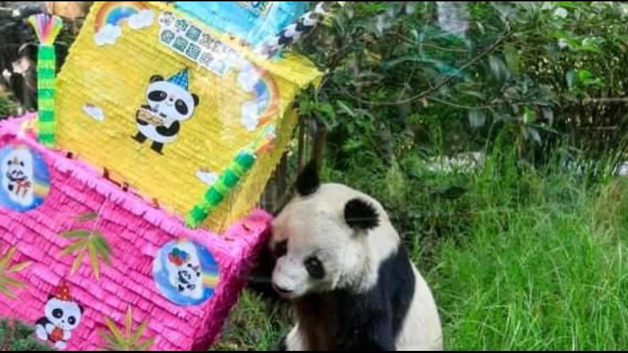 Muere la panda gigante más longeva de México