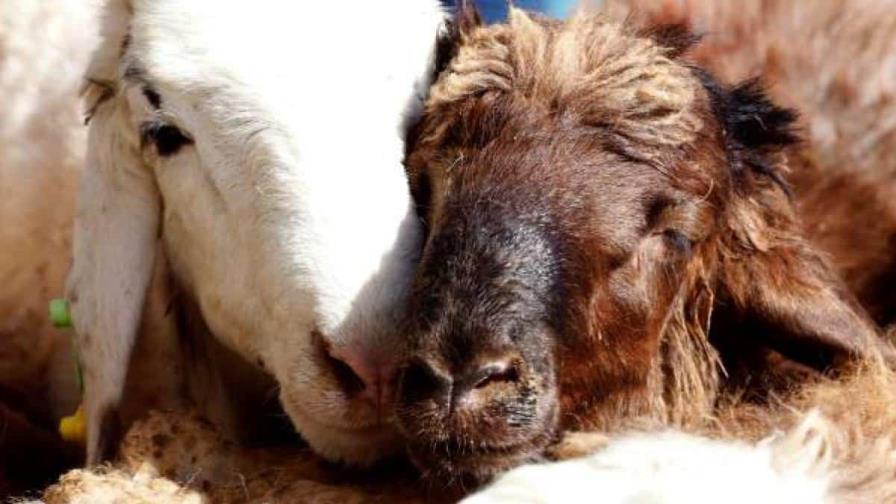 Una enfermedad bovina encarece la fiesta del sacrificio en Pakistán Una enfermedad bovina encarece la fiesta del sacrificio en Pakistán