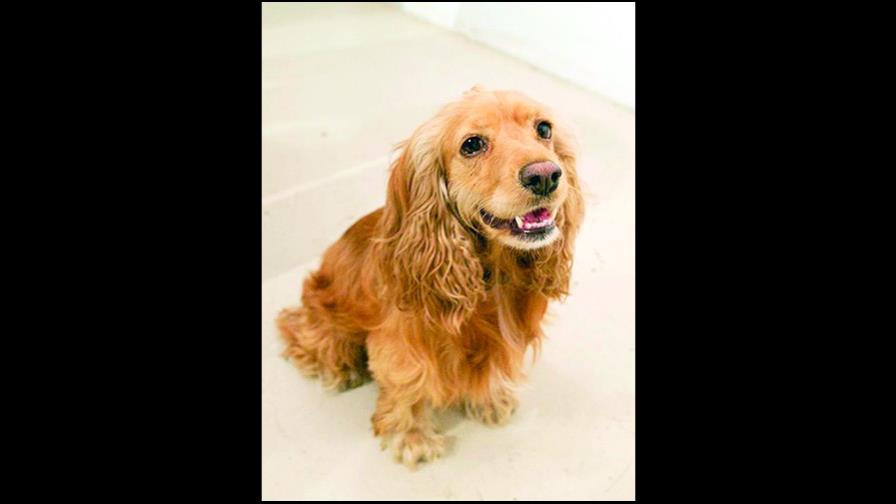 Mi mascota y la orina Mi mascota y la orina