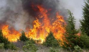 Más de 98,000 hectáreas afectadas por 1,202 incendios forestales en Honduras