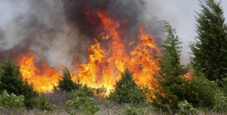Más de 98,000 hectáreas afectadas por 1,202 incendios forestales en Honduras