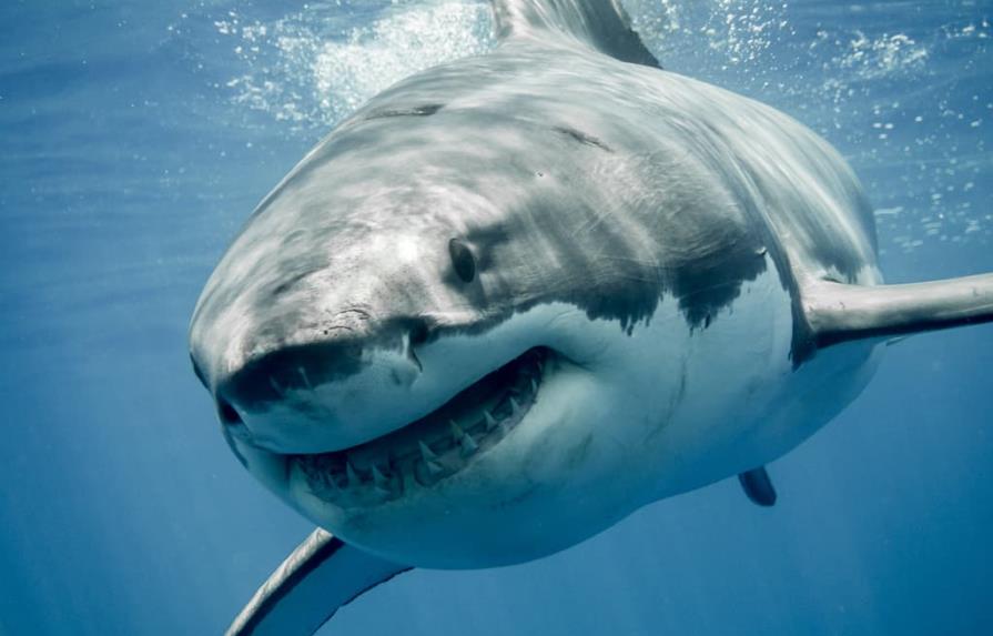 Un hombre de Florida es atacado por un tiburón de casi dos metros