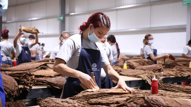 Zonas Francas aportan el 77.1% del crecimiento de las exportaciones de los primeros cinco meses del año