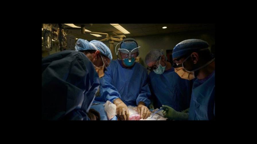 Trasplantan con éxito corazones de cerdo modificados a humanos fallecidos