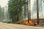 Combaten fuego en California que amenaza secuoyas de Yosemite Combaten fuego en California que amenaza secuoyas de Yosemite