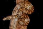 La boa de Puerto Rico se recupera tras décadas como especie amenazada La boa de Puerto Rico se recupera tras décadas como especie amenazada