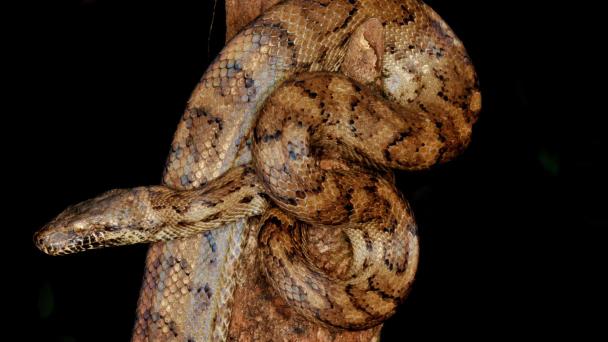 La boa de Puerto Rico se recupera tras décadas como especie amenazada