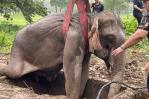 Rescatan a dos elefantes tras caer en una zanja en Tailandia