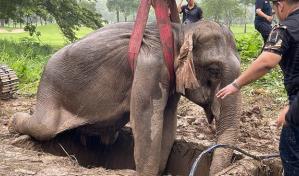 Rescatan a dos elefantes tras caer en una zanja en Tailandia