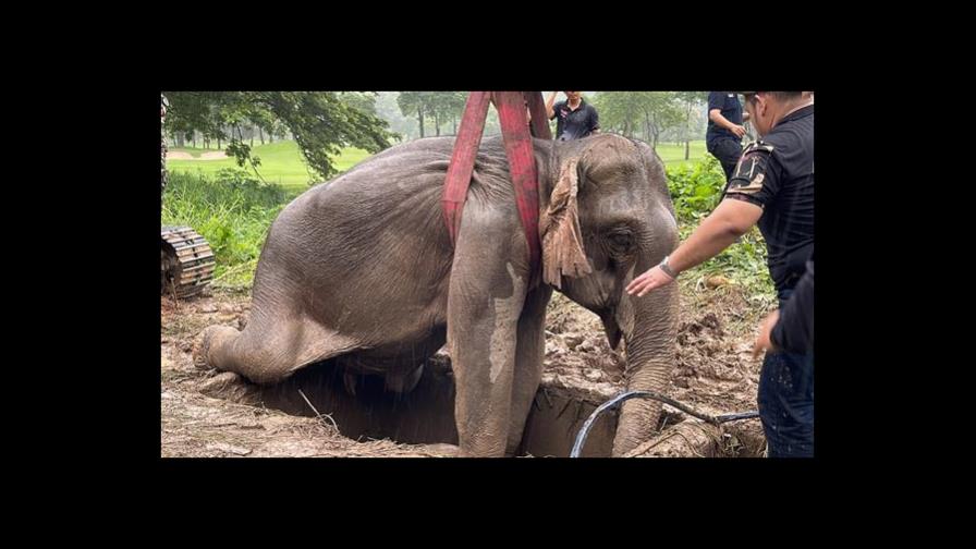 Rescatan a dos elefantes tras caer en una zanja en Tailandia