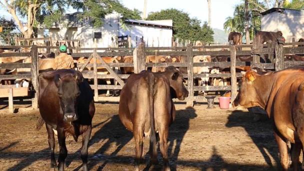 Conaleche: en RD se venden productos como lácteos sin serlo