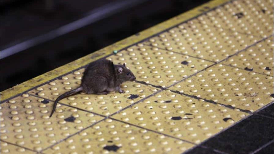 Presentan el enésimo plan para tratar de acabar con las ratas en Nueva York Presentan el enésimo plan para tratar de acabar con las ratas en Nueva York