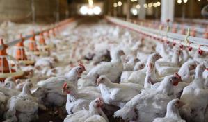 La ADA asegura que hay suficiente producción de pollo para el mercado nacional, pese al calor La ADA asegura que hay suficiente producción de pollo para el mercado nacional, pese al calor