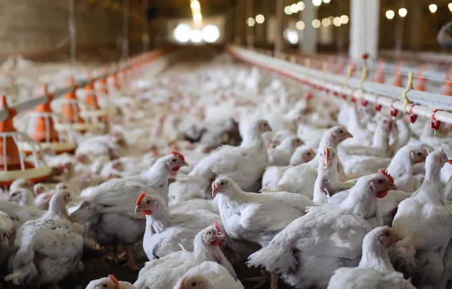 En la RD se consumen unos 600,000 pollos diarios; importarán dos millones