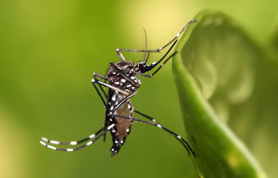 Autoridades sanitarias reportan aumento de 277 % en casos de dengue