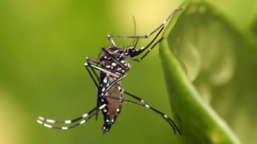 Autoridades sanitarias reportan aumento de 277 % en casos de dengue Autoridades sanitarias reportan aumento de 277 % en casos de dengue