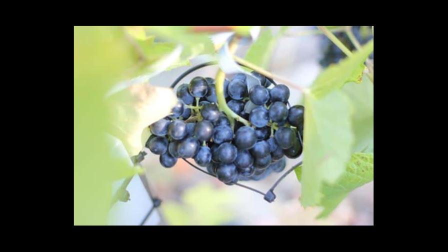 Venden un racimo de uvas perfectas por 10,000 euros Venden un racimo de uvas perfectas por 10,000 euros