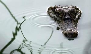 Florida alerta de encuentros más frecuentes con caimanes y serpientes tras el huracán Ian Florida alerta de encuentros más frecuentes con caimanes y serpientes tras el huracán Ian