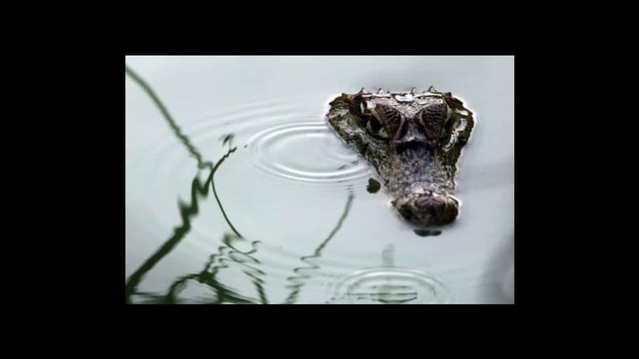 Florida alerta de encuentros más frecuentes con caimanes y serpientes tras el huracán Ian