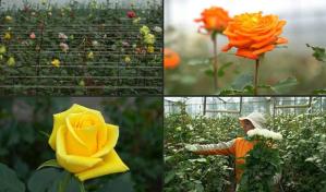 Las rosas ecuatorianas y su carrera de obstáculos para salir al mundo
