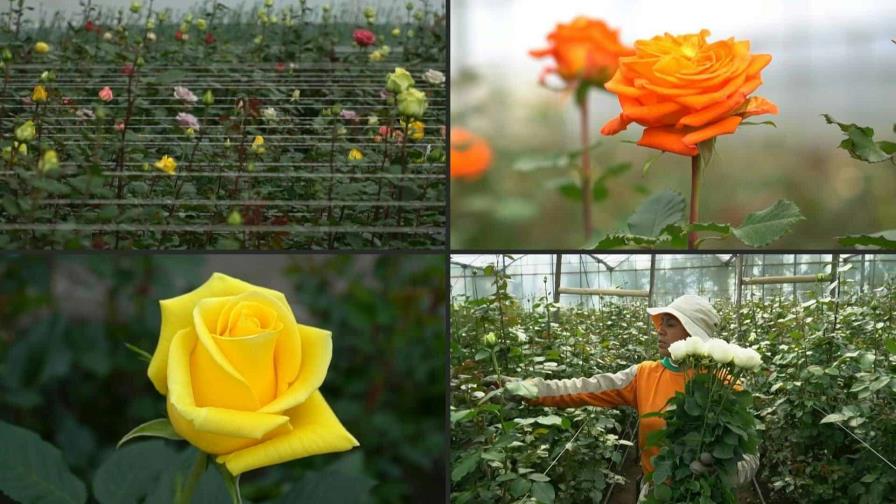 Las rosas ecuatorianas y su carrera de obstáculos para salir al mundo