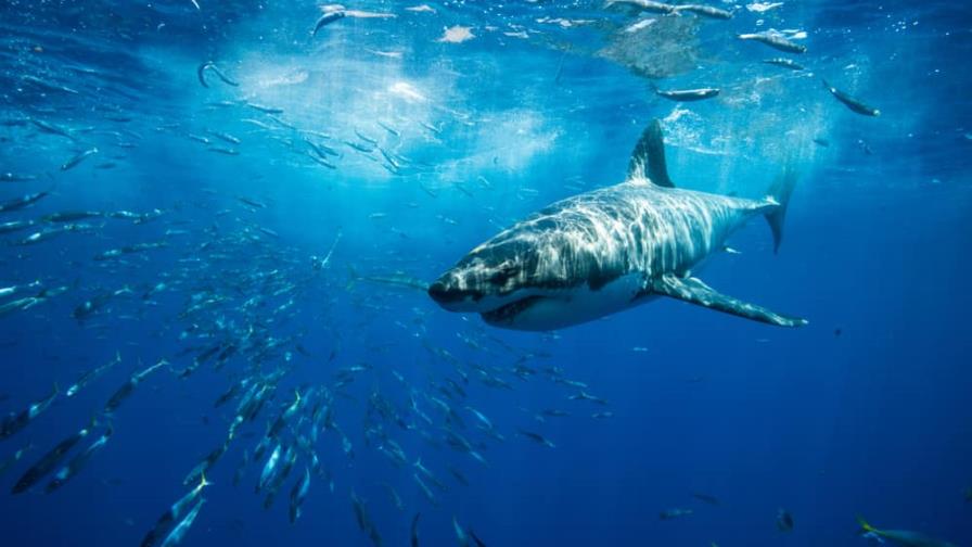 Una mujer es atacada por un tiburón en las costas de Florida Una mujer es atacada por un tiburón en las costas de Florida