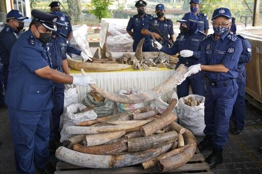 En Malasia confiscan restos de elefantes y pangolines