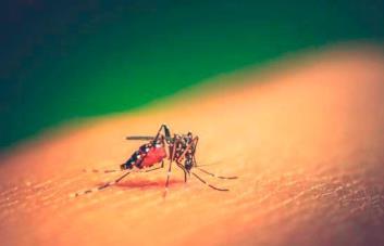 Dengue sigue en alza sin llegar al desborde de casos - Diario Libre