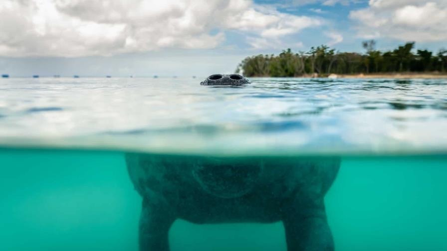 Una mirada íntima al amenazado manatí en República Dominicana