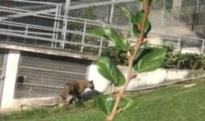 Escapa leona de finca de empresario en Puerto Plata