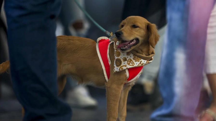 Puerto Rico incluye el maltrato a animales en Ley de violencia doméstica