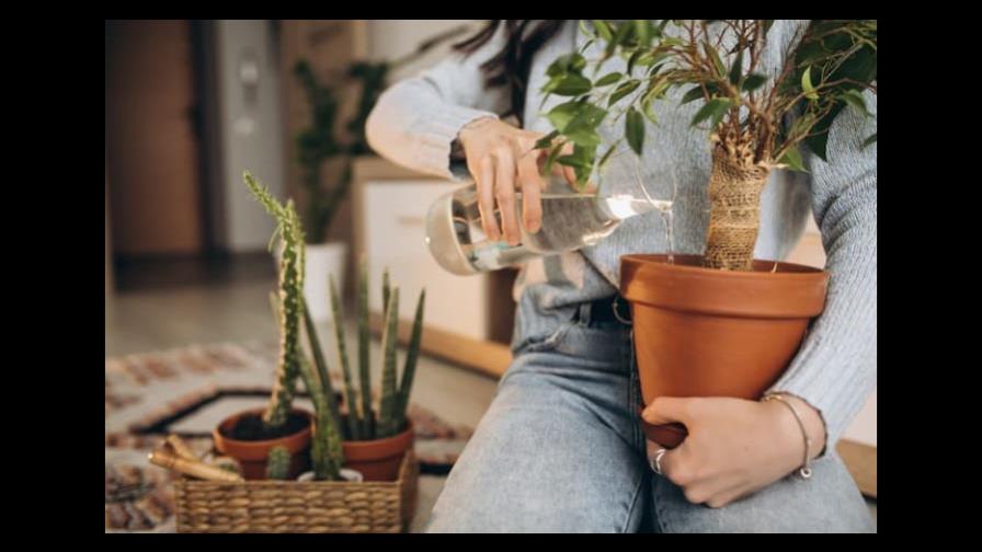 Puedes usar vinagre para el cuidado de tus plantas