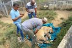 Trasladan al Zoológico leona que escapó de finca en Puerto Plata Trasladan al Zoológico leona que escapó de finca en Puerto Plata