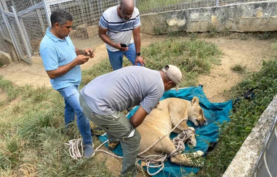 Trasladan al Zoológico leona que escapó de finca en Puerto Plata