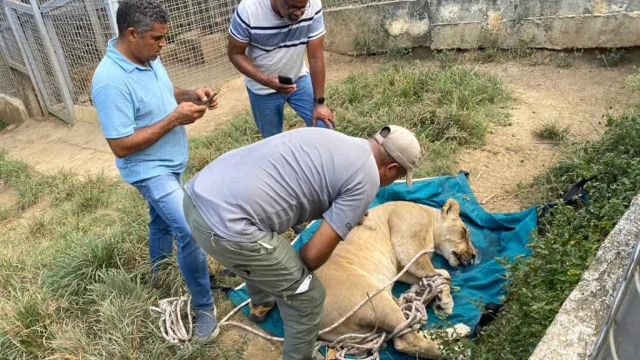 Trasladan al Zoológico leona que escapó de finca en Puerto Plata