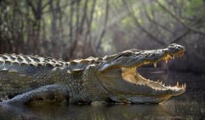 Cocodrilo ataca a dos turistas estadounidenses en Pacífico mexicano