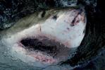 “Shark Week” de Discovery presenta tiburones caminantes “Shark Week” de Discovery presenta tiburones caminantes
