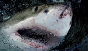 "Shark Week" de Discovery presenta tiburones caminantes