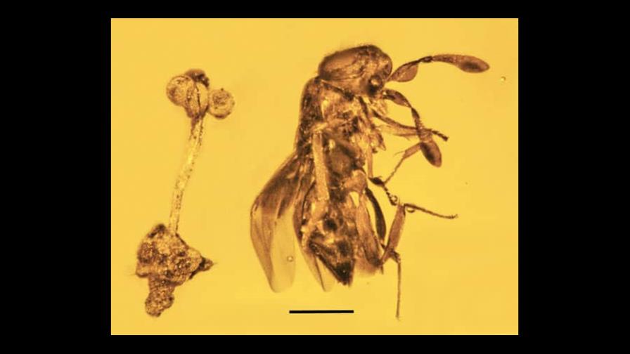 Encuentran en RD piedra de ámbar con fósiles de flor y avispa parásita de hace 30 millones de años